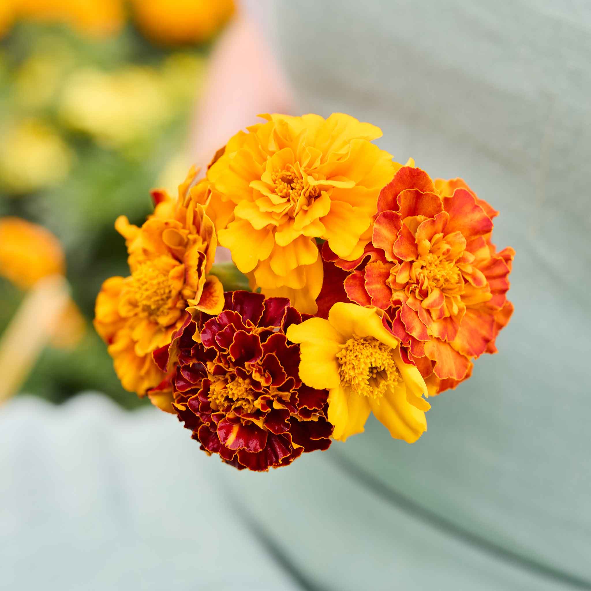 Close-up of bonita marigold flowers in yellow, orange, and red on a blurred background