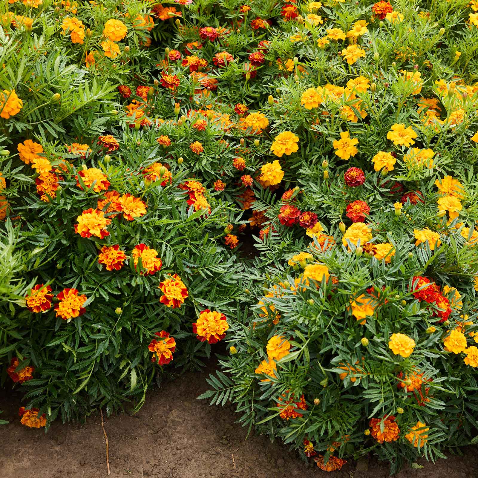 Bonita Mix marigold bush showing vibrant orange and yellow flowers.