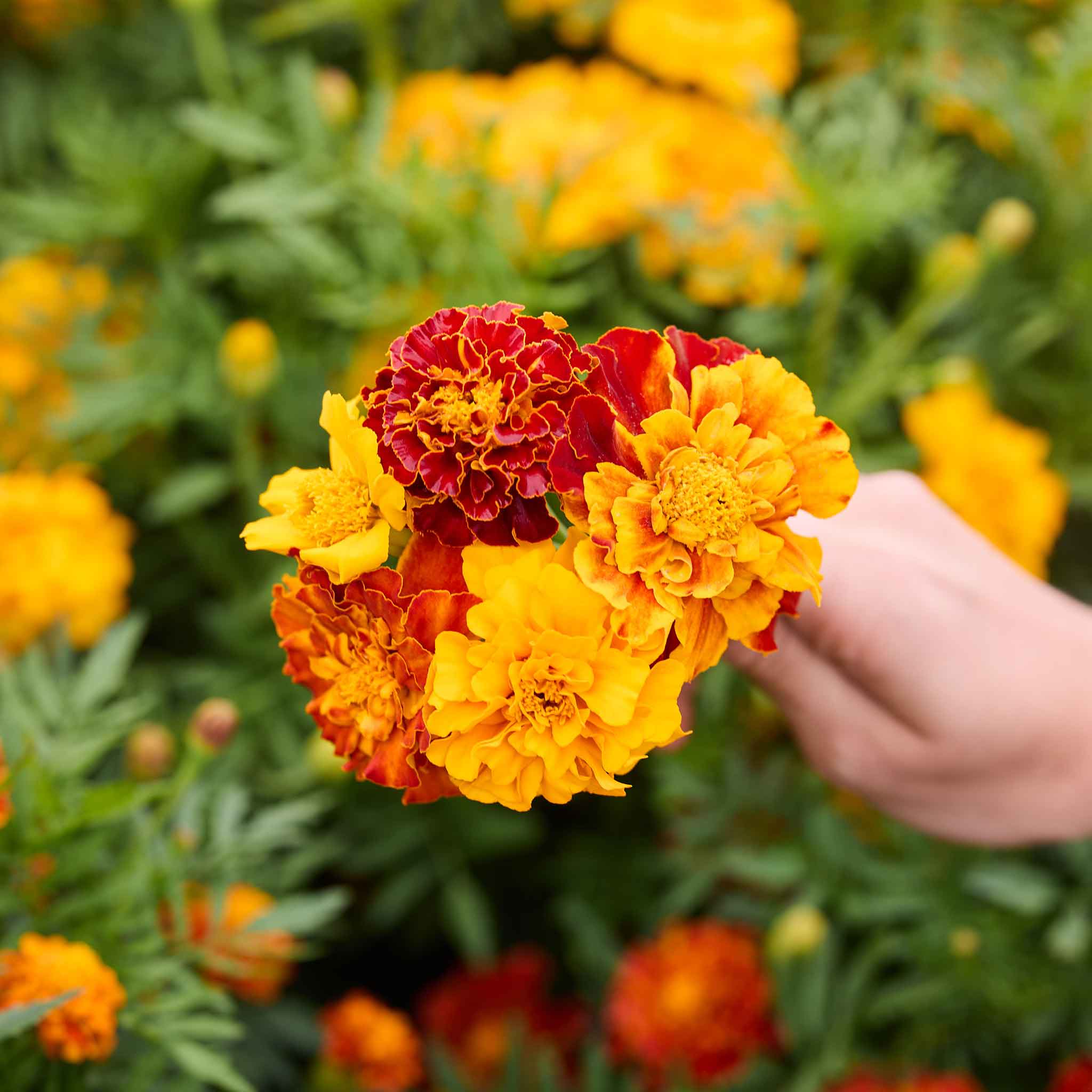 Hand holding a small bouquet of bonita marigold flowers with a garden background
