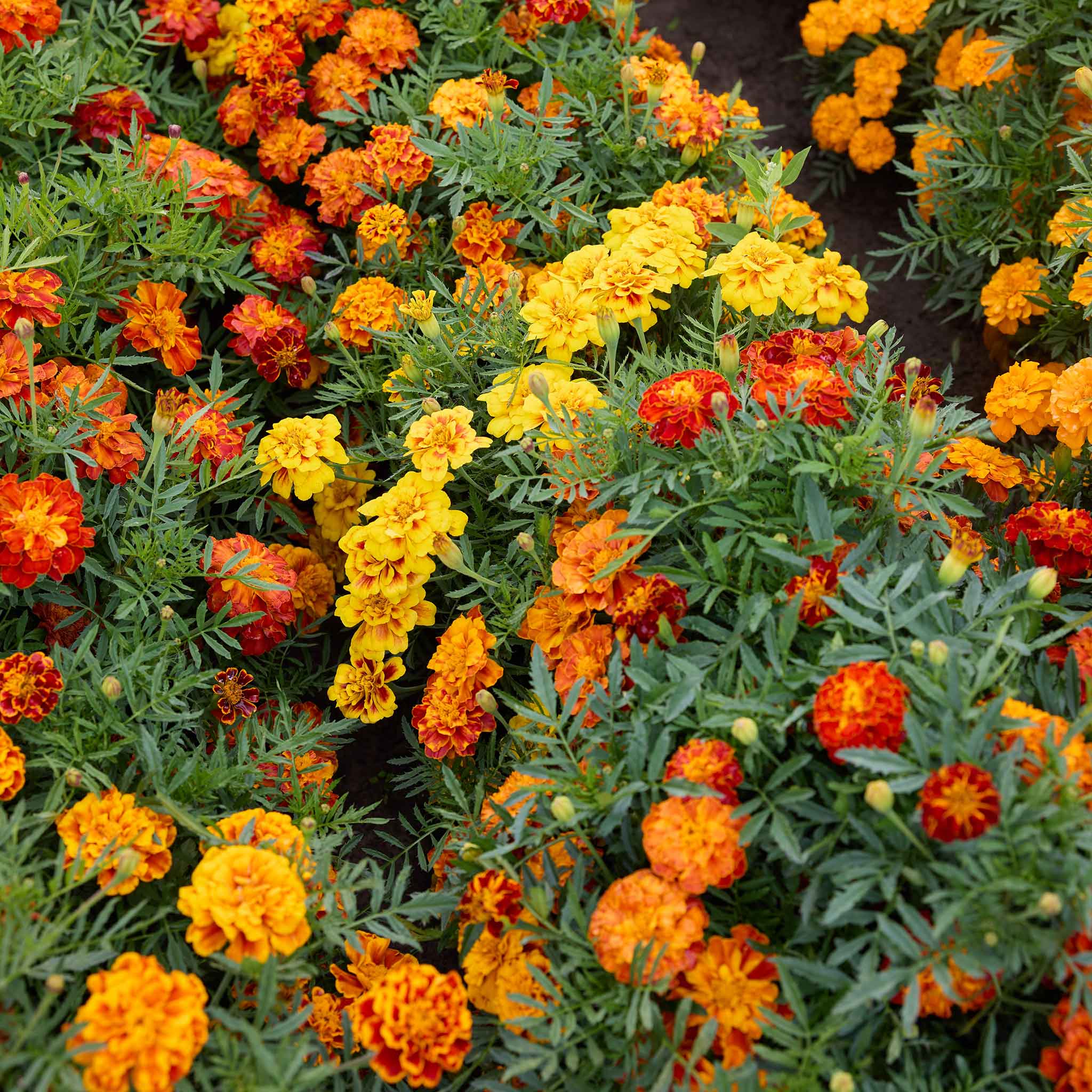 Bush of Brocade mix marigold with orange, yellow, and red mixed flowers.