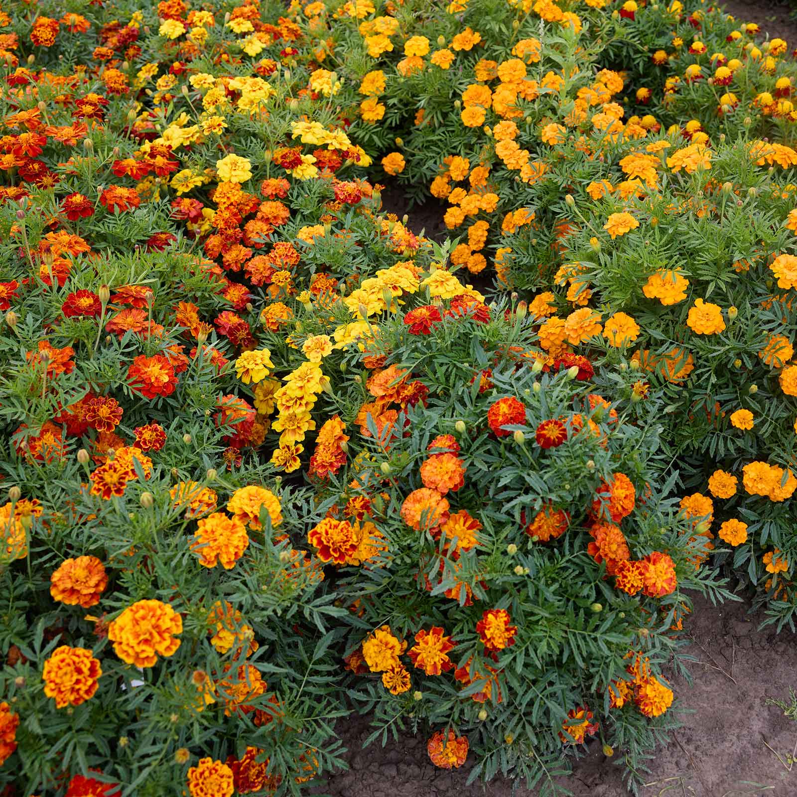 Bush of Brocade mix marigold with orange, yellow, and red mixed flowers.