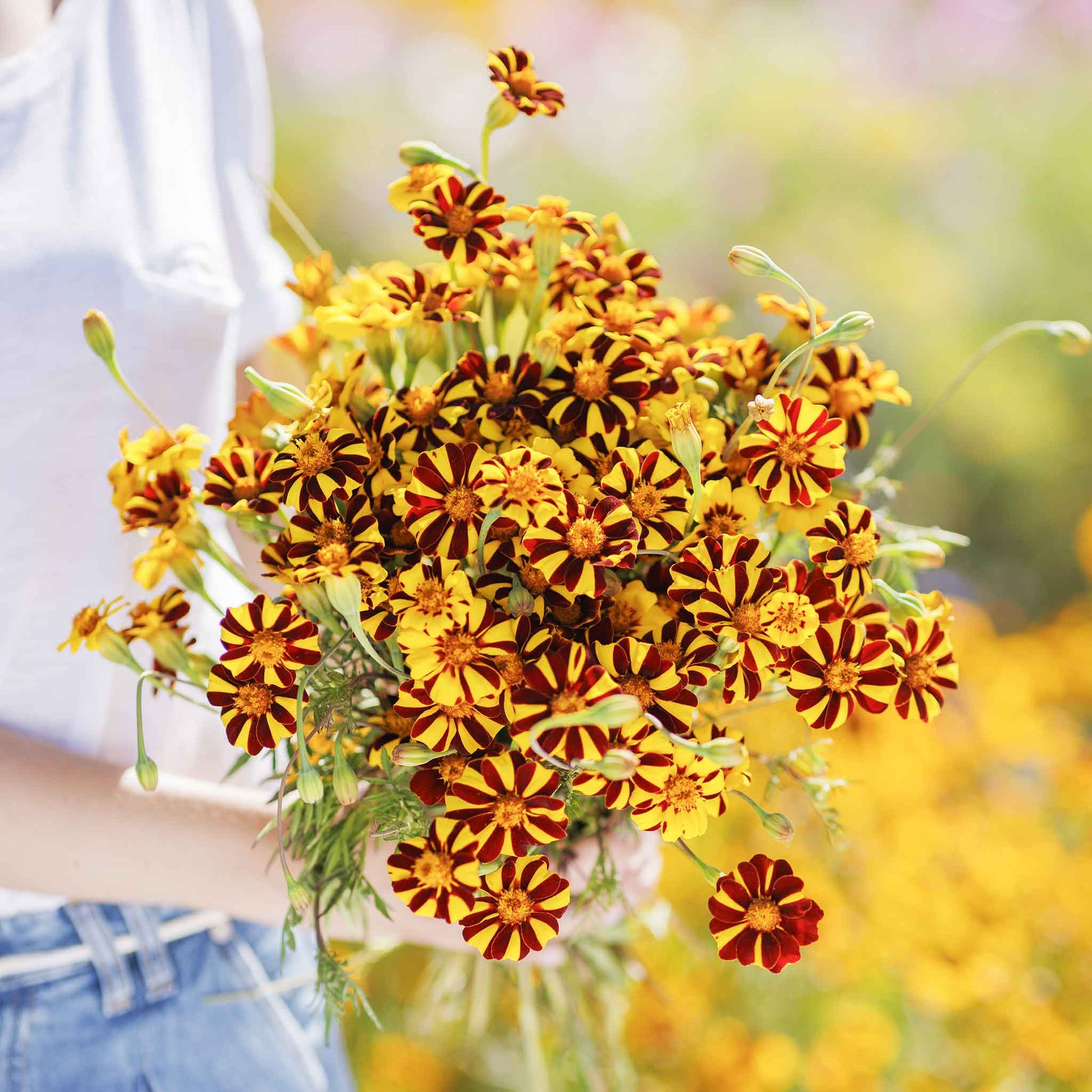 How to Plant Marigold Seeds A Comprehensive Guide