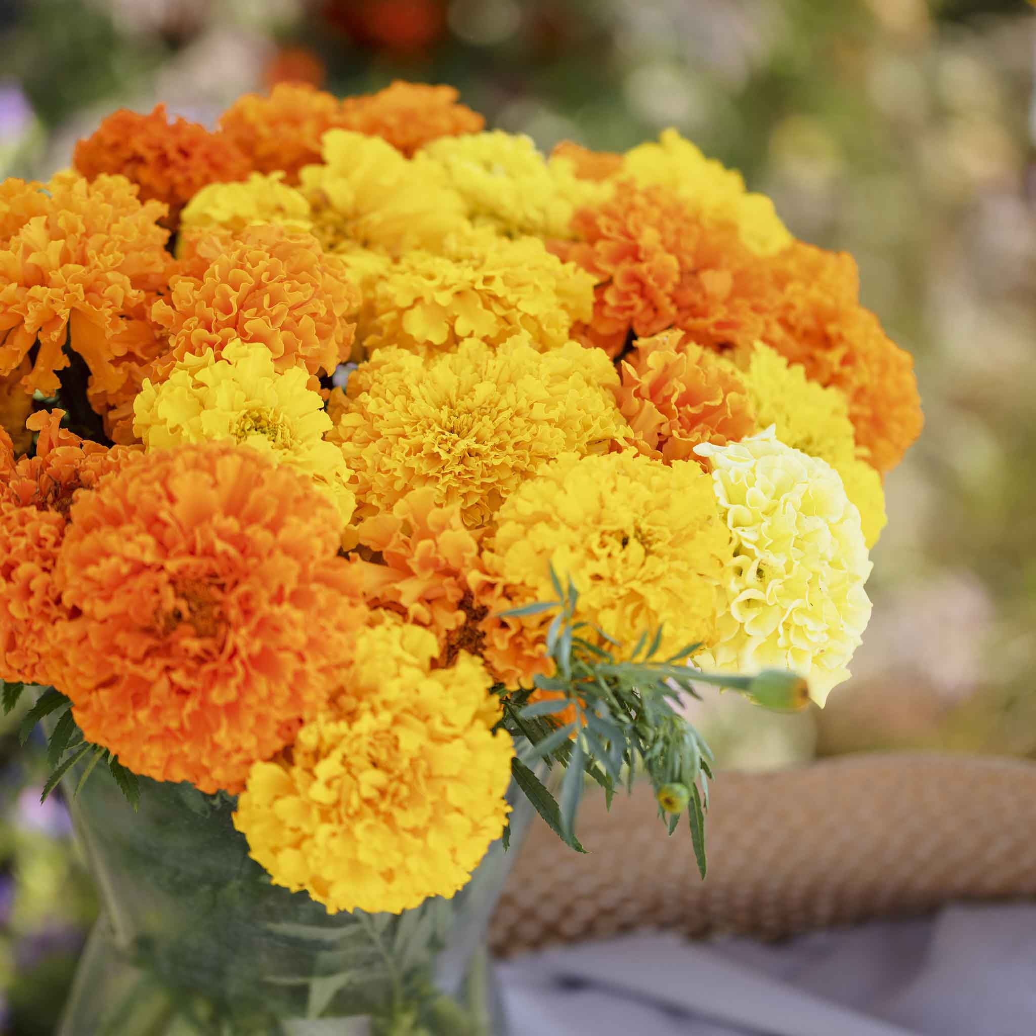 50 Semi Di Tagetes Gigante African Marigold Crackerjack Mix, Arancione E Giallo, Per Estate 2025