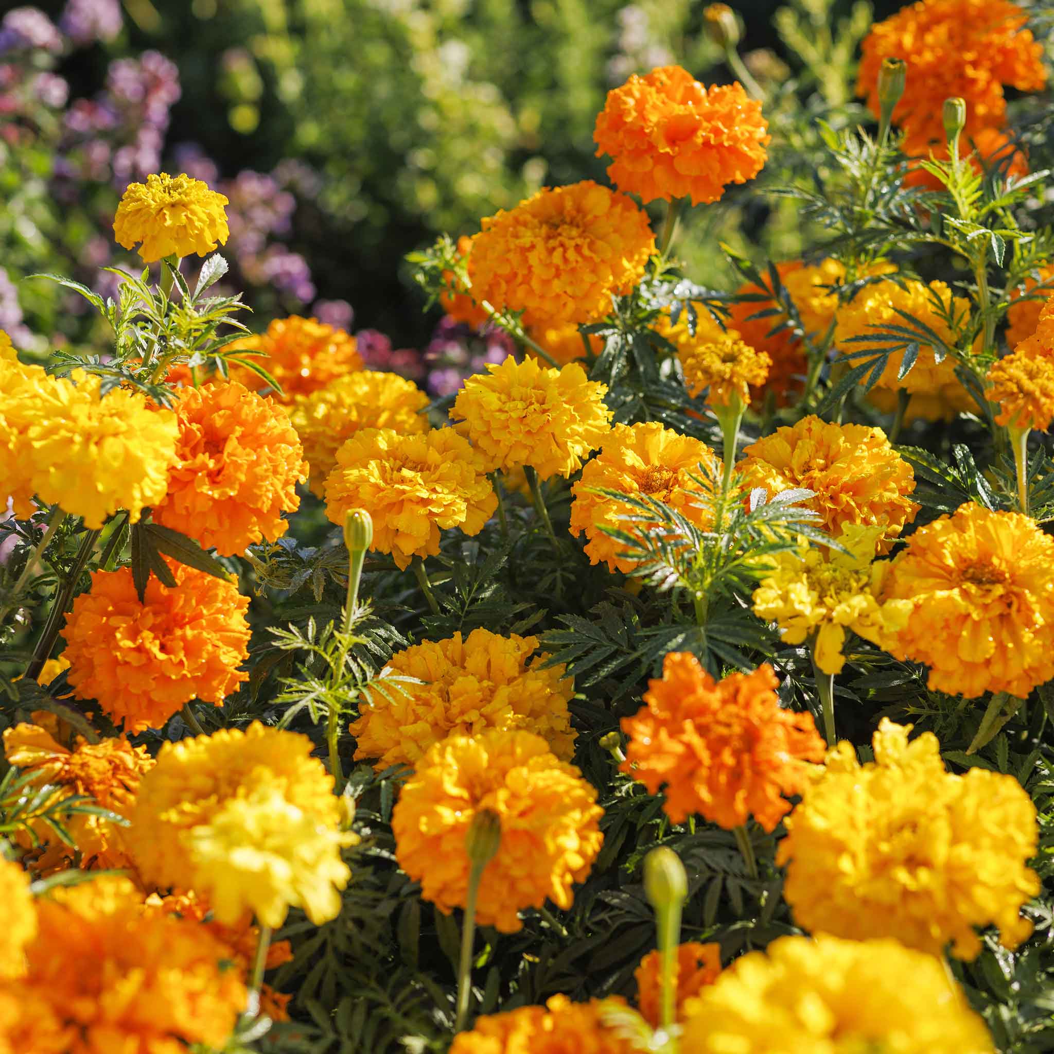 Close up of Crackerjack Mix marigold flowers growing together.
