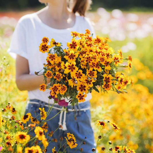 marigold dainty marietta