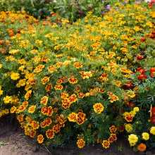 Bush of Dainty Marietta marigolds with yellow border and red center.