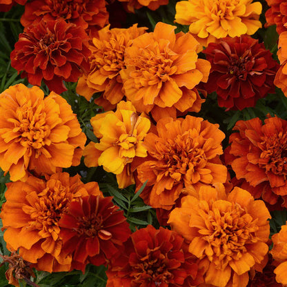 A close up of red and orange fireball marigold flowers growing in a bush.