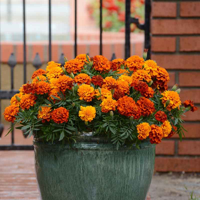 A pot of Fireball French Marigold flowers with vibrant orange and red blooms.