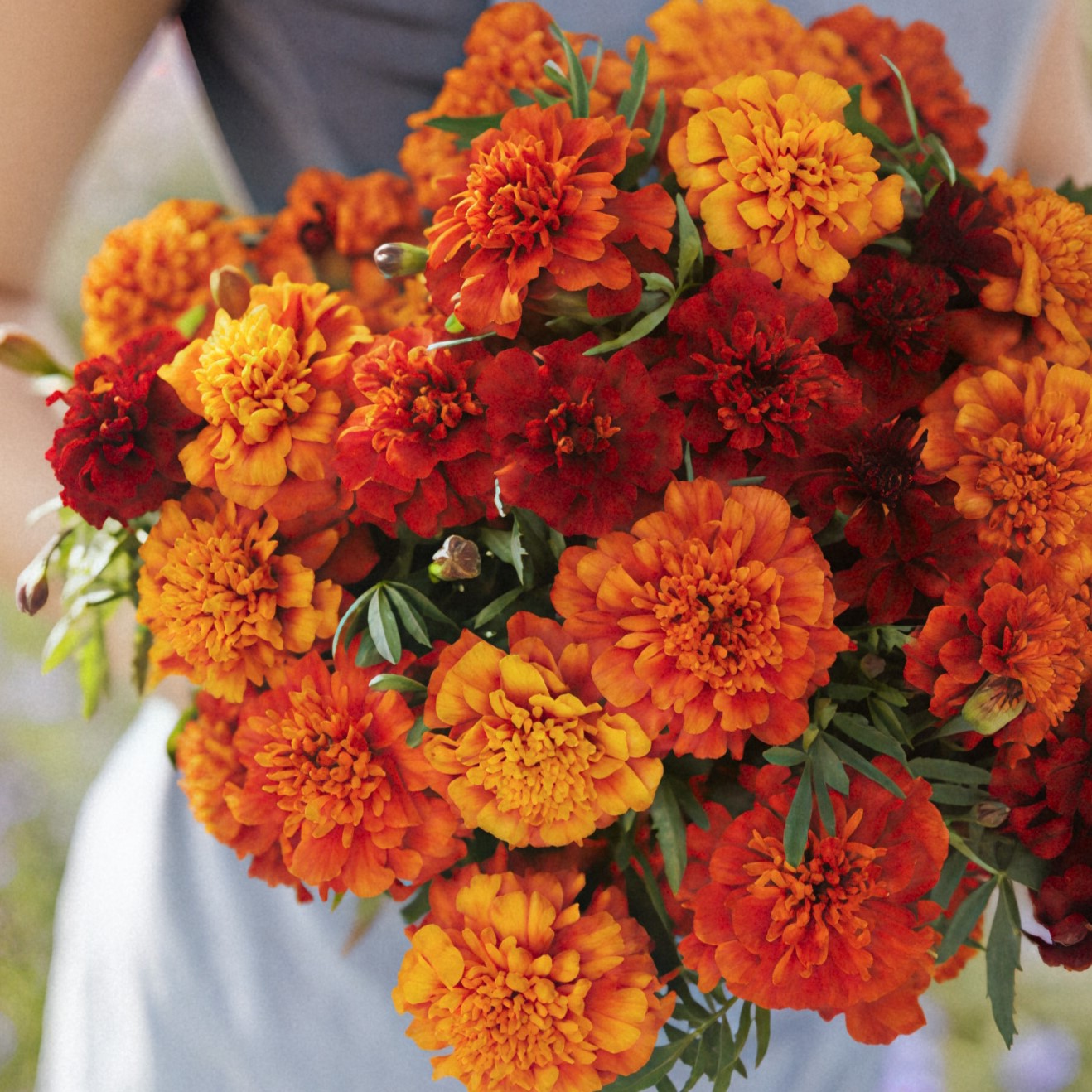 Bouquet of orange and red Fireball marigold flowers held by a person.
