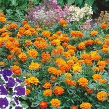 Marigold queen sophia ruffled orange and yellow bloom with layered petals on a green backdrop.