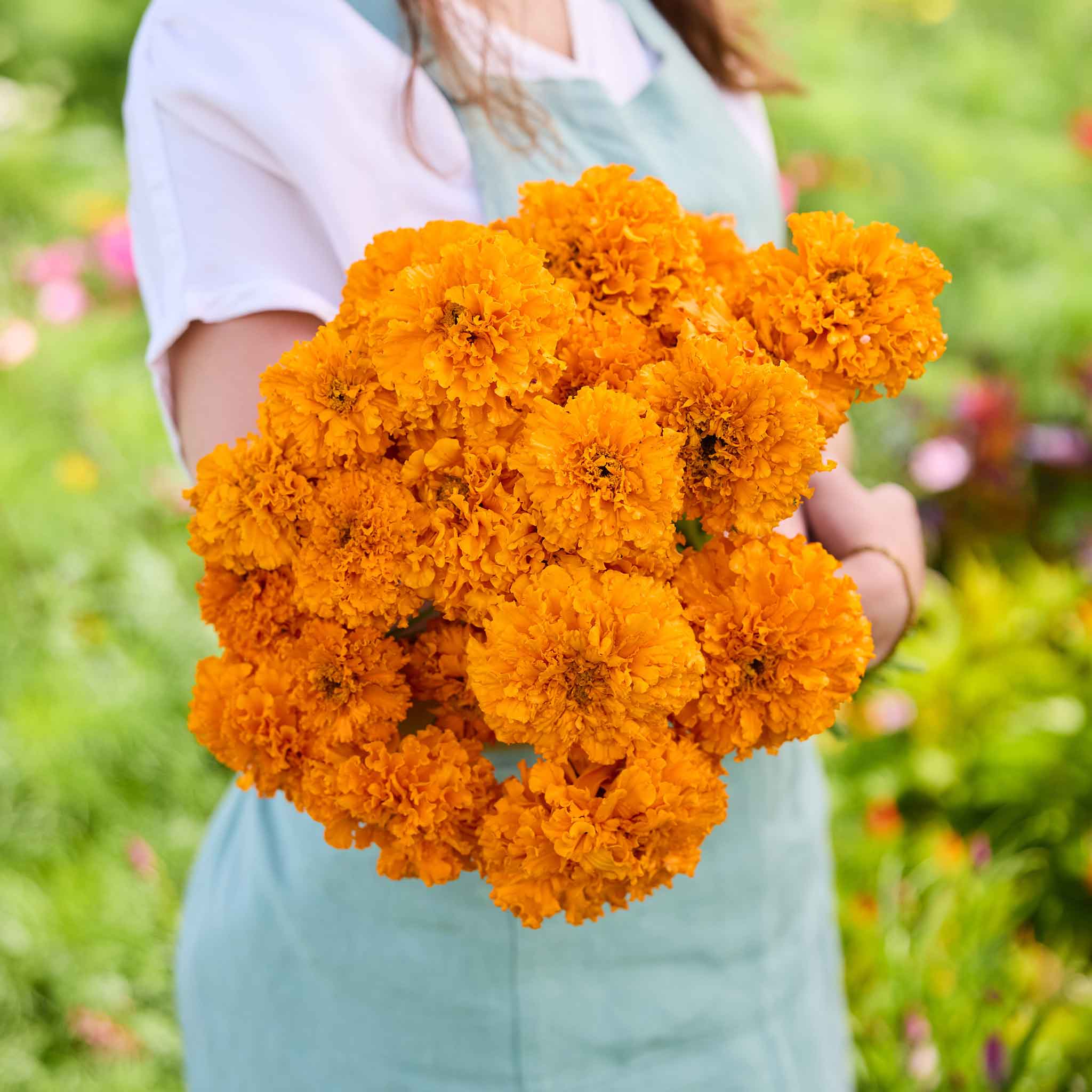 Person holding a bunch of orange Mandarin marigold flowers with a blurred green background