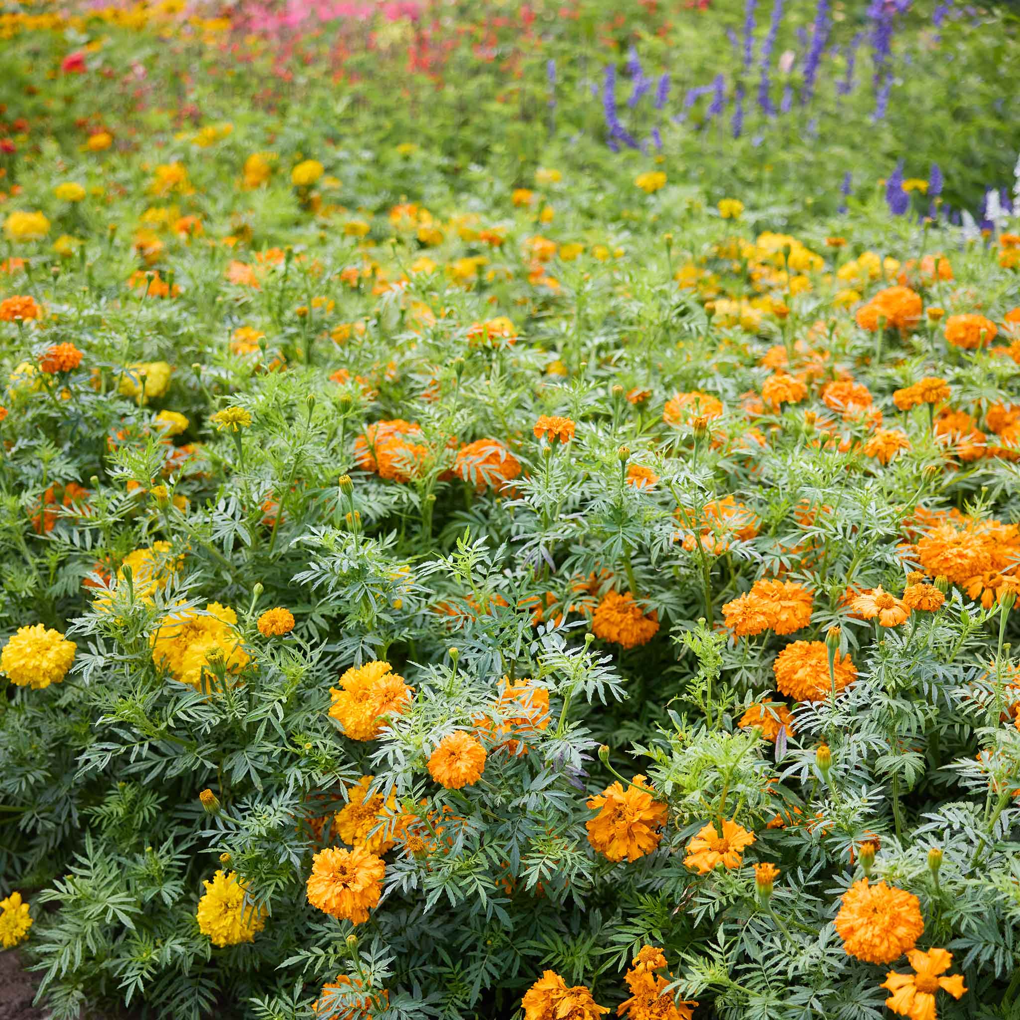Field of orange and yellow Mandarin marigold flowers with green leaves