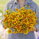 French Marigold Seeds (Dwarf) - Naughty Marietta