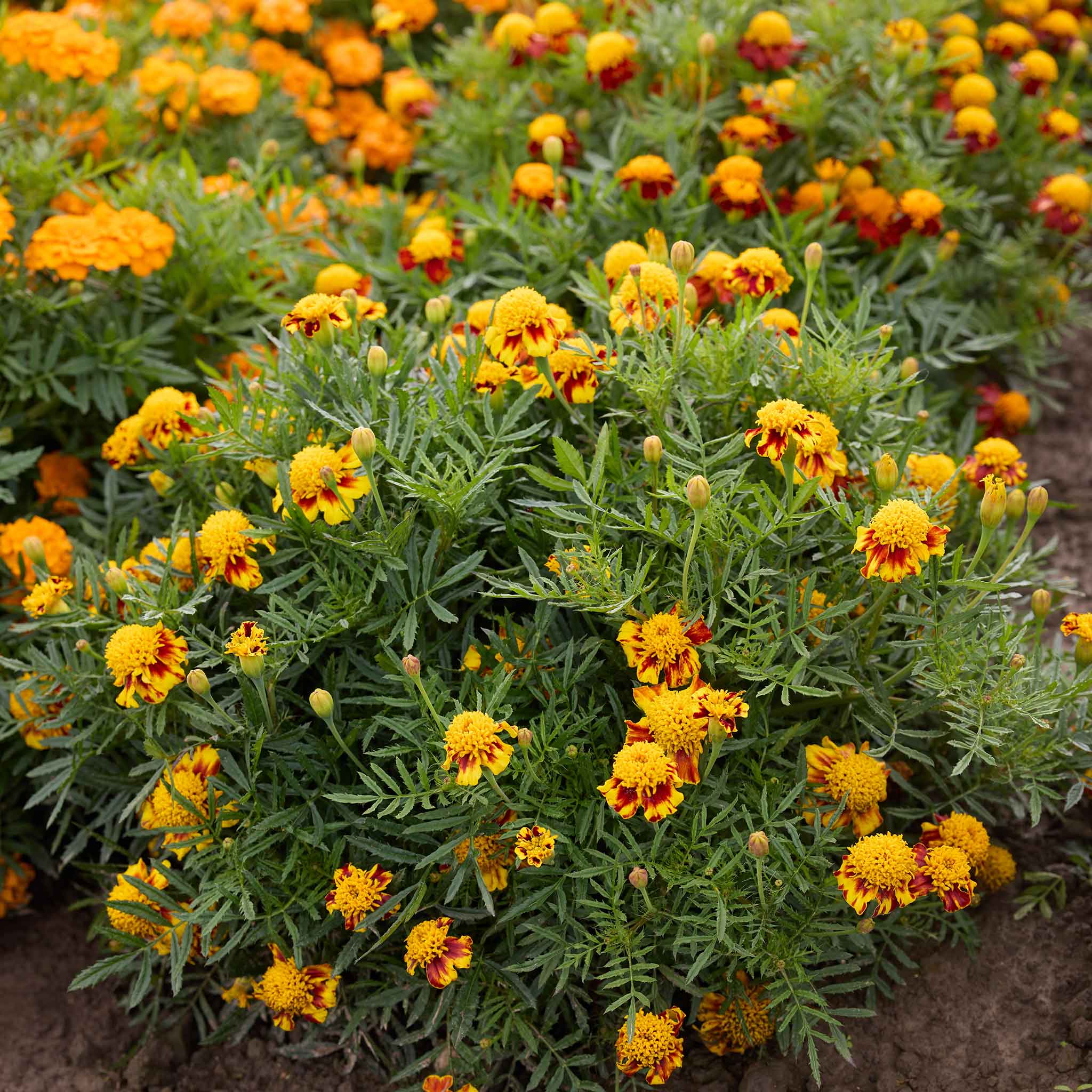 Marigold bush of Orange Flame variety showing yellow flower with red highlights.