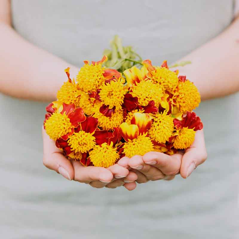 Person holding a bunch of red and yellow orange flame marigold flowers against a neutral background