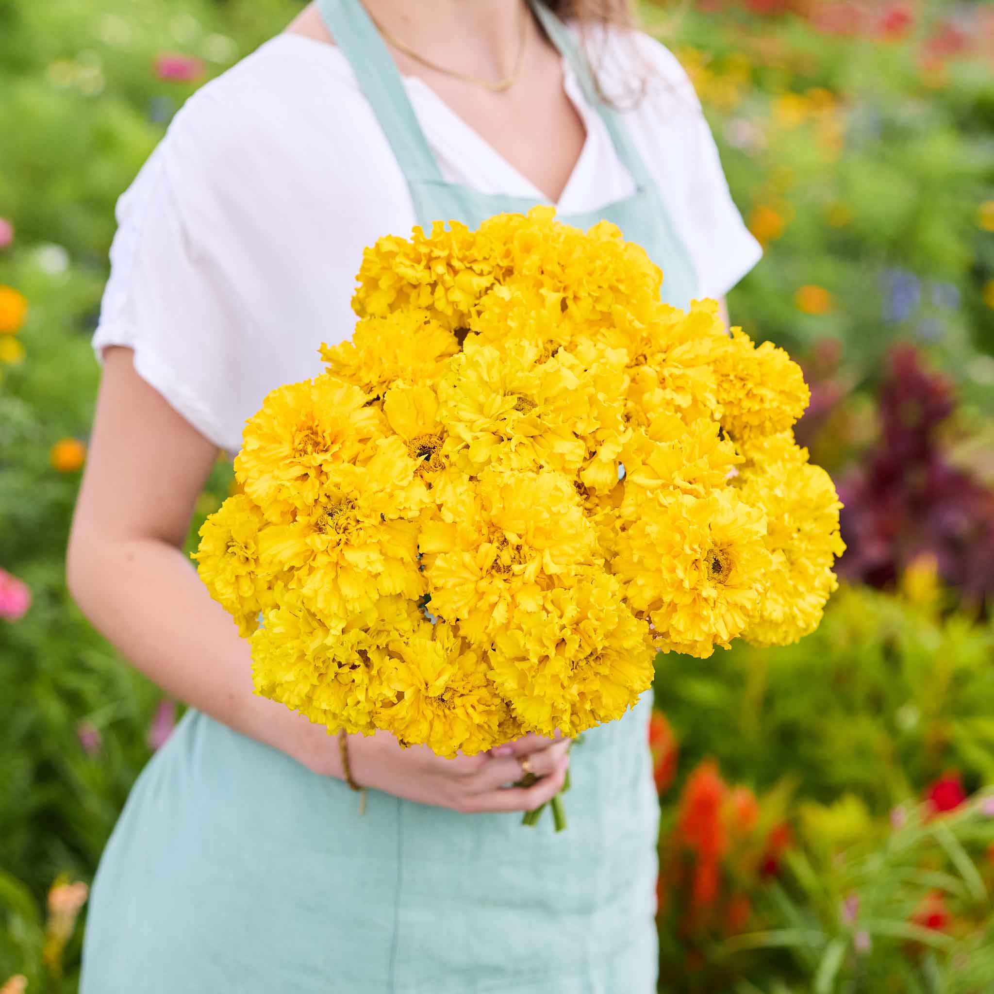Person holding a bouquet of yellow Smiles Marigold flowers in a garden setting