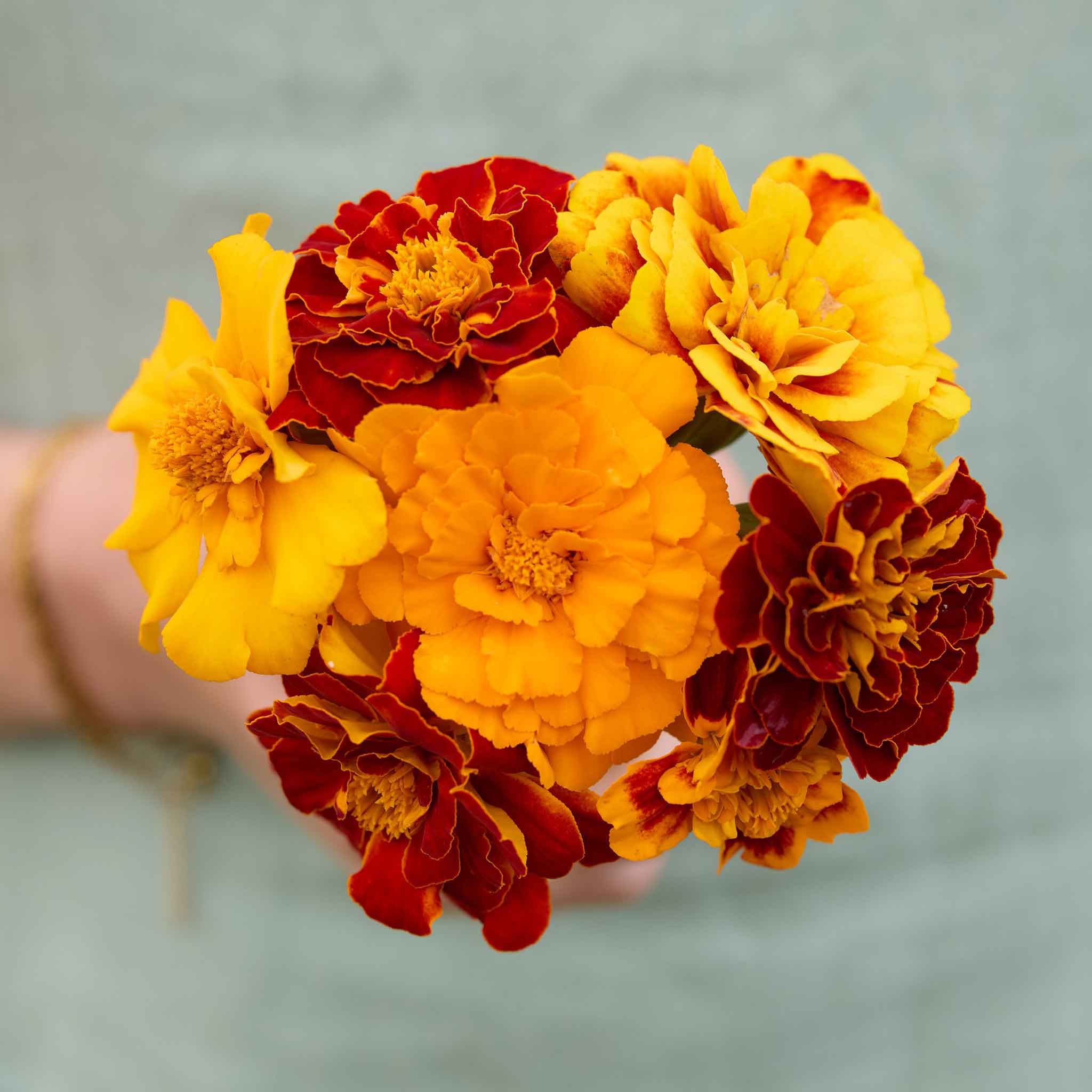 Bouquet of sparky mix marigold flowers held by a person against a light gray background