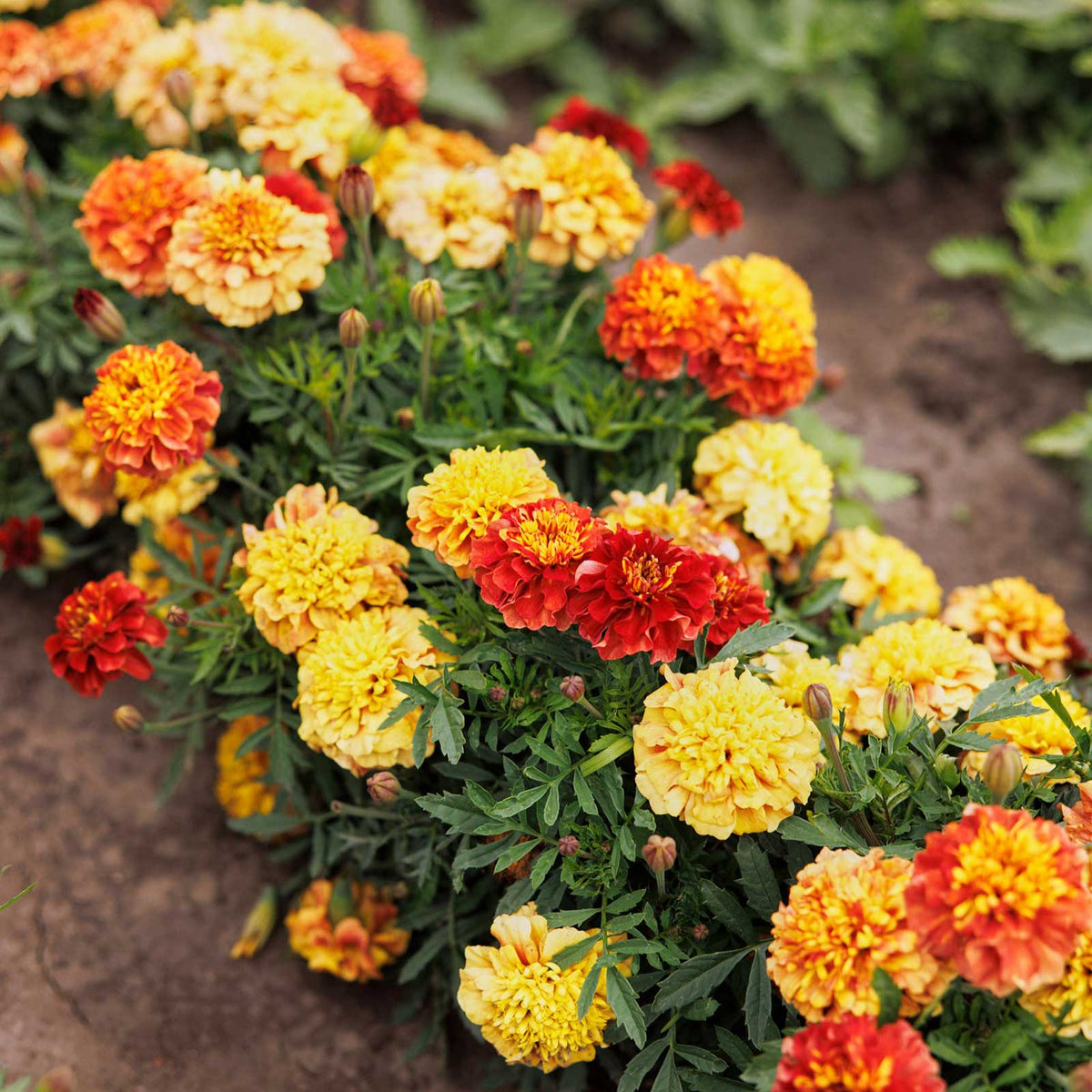 A close-up of strawberry blonde marigold flowers in a garden bed, showing blooms in yellow, orange, and red with green foliage growing in brown soil.