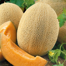 Close-up of a cut Ananas melon revealing its orange flesh and netted skin.