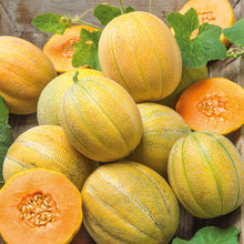 Several ripe, small, round Minnesota Midget melons with light green and dark green striped skin.