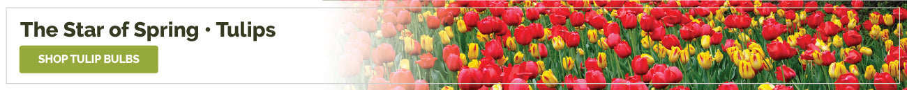 collections tulip bulbs banner