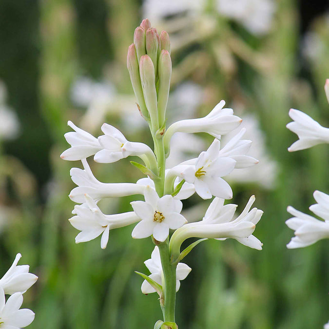 Mexican Tuberose (Single) | Spring Flower Bulbs | Eden Brothers