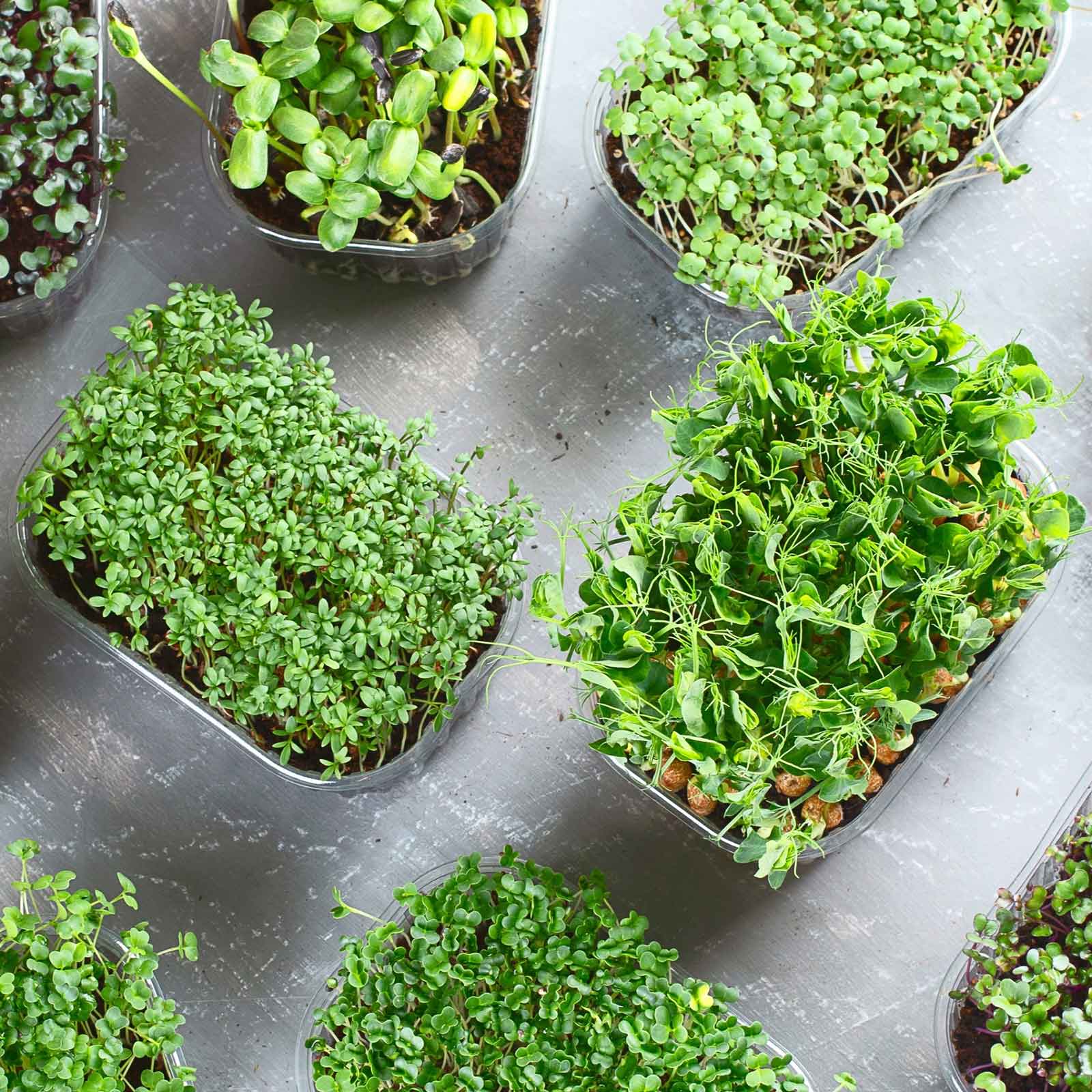 Small microgreen plants in individual pots on a gray surface