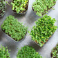Small microgreen plants in individual pots on a gray surface