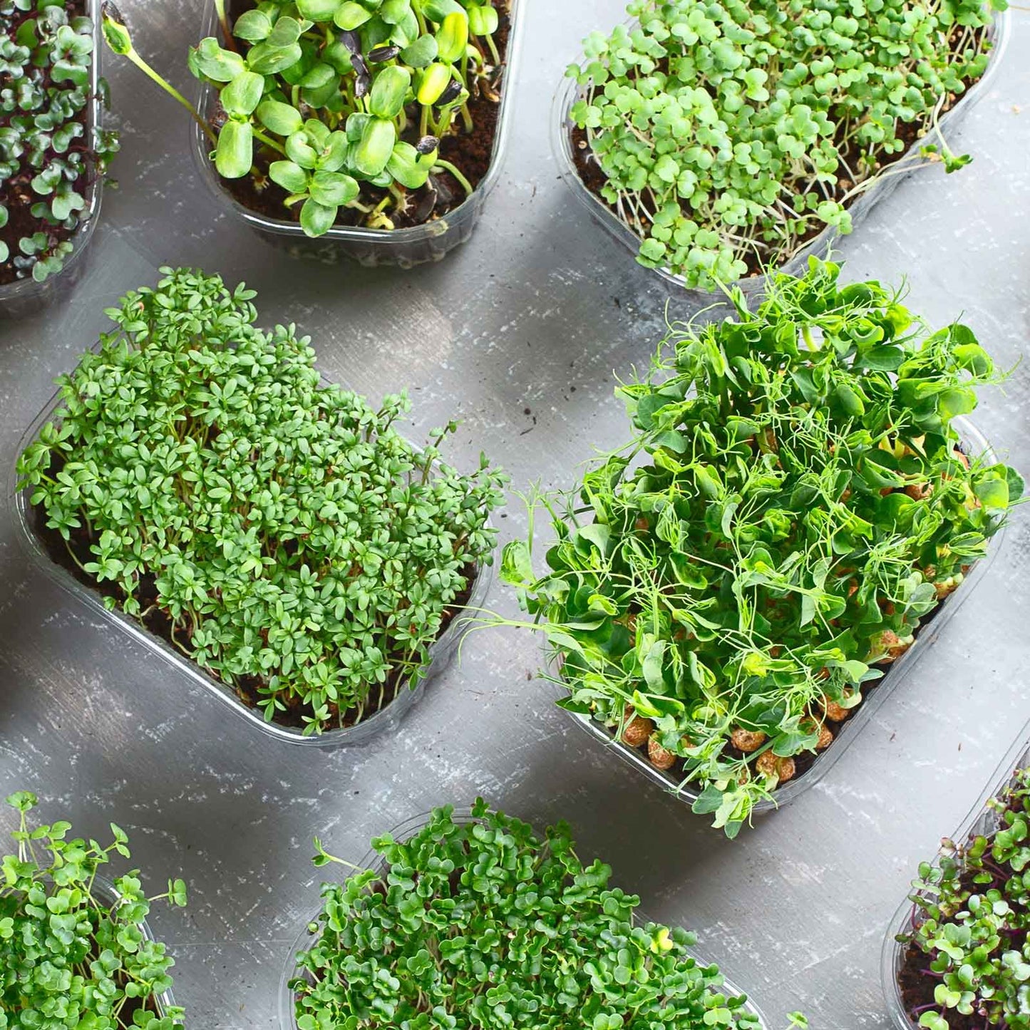 Small microgreen plants in individual pots on a gray surface
