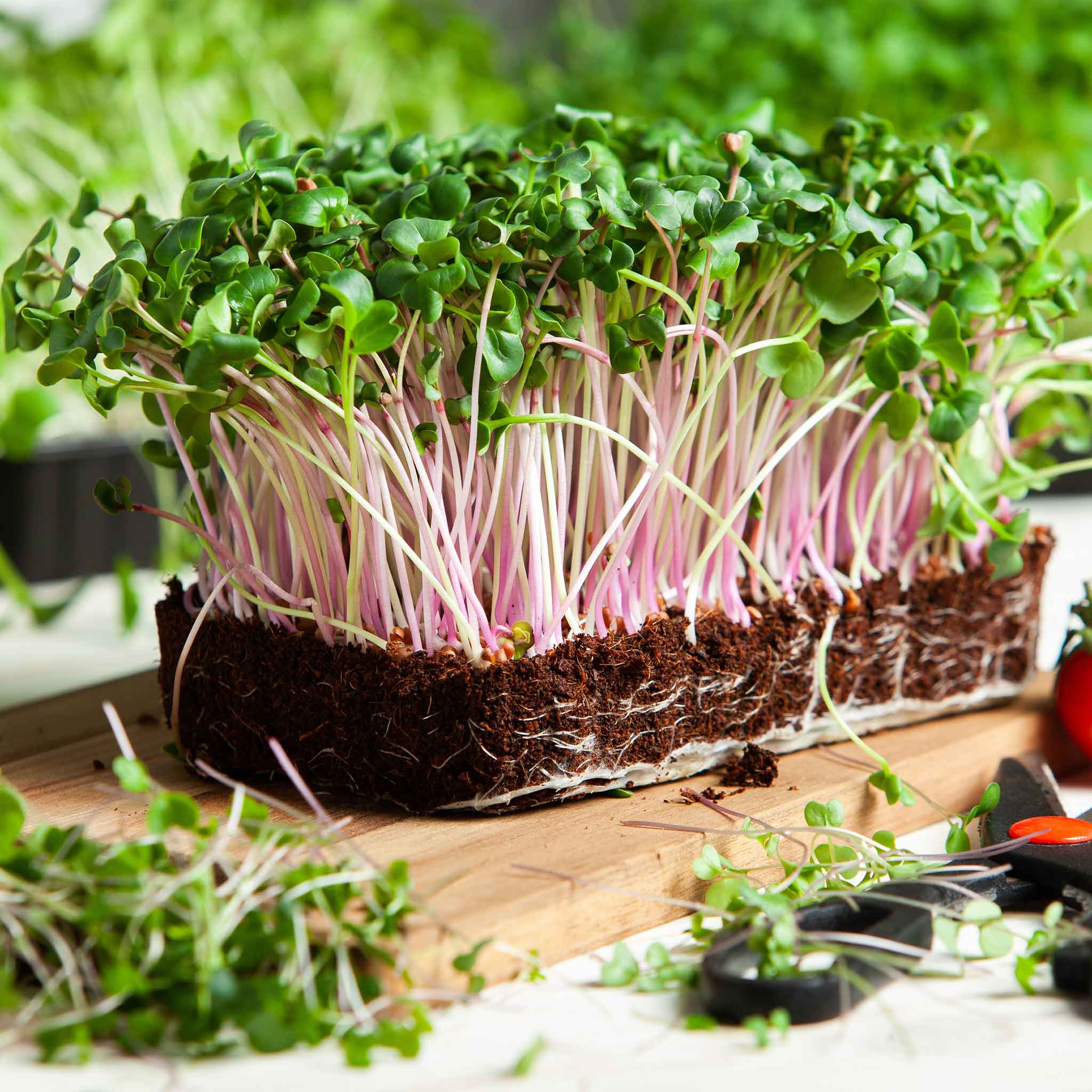 Microgreens growing in a tray on a wooden surface with gardening tools.