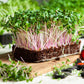 Microgreens growing in a tray on a wooden surface with gardening tools.