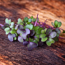 Close up of the purplish green leaves of the pakchoi arax microgreen.