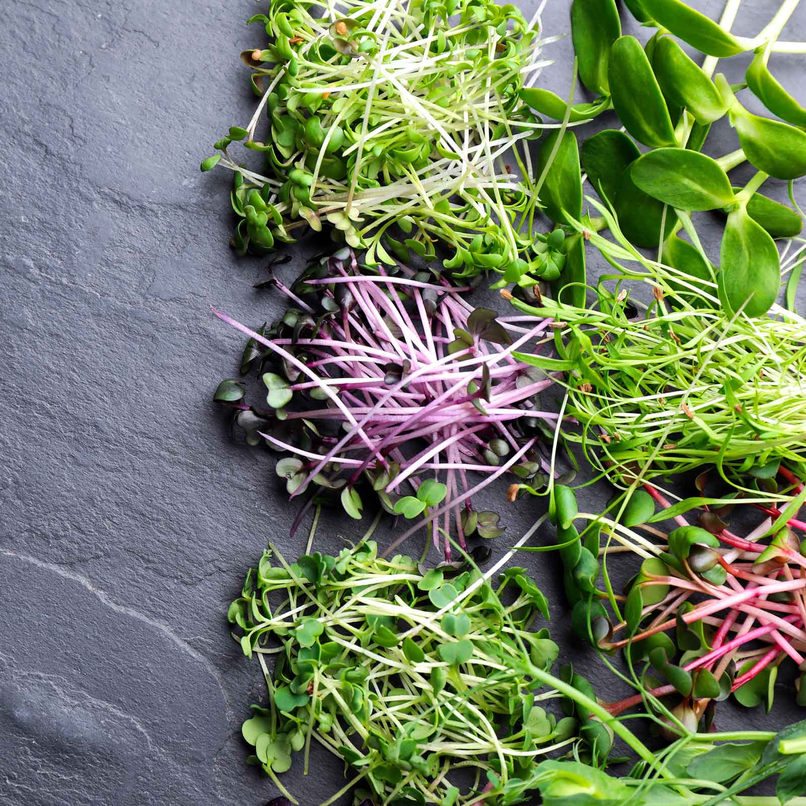 12+ Hydroponic Microgreen Seeds Microgreen Seeds - Microgreen Rainbow Blend | Microgreen Seeds in