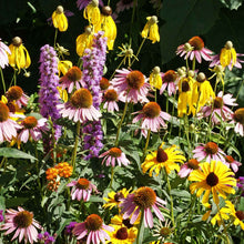 Colorful flower garden with various types of flowers from the midwest native mix including yellow, pink, and purple.