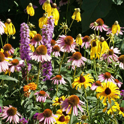 Colorful flower garden with various types of flowers from the midwest native mix including yellow, pink, and purple.