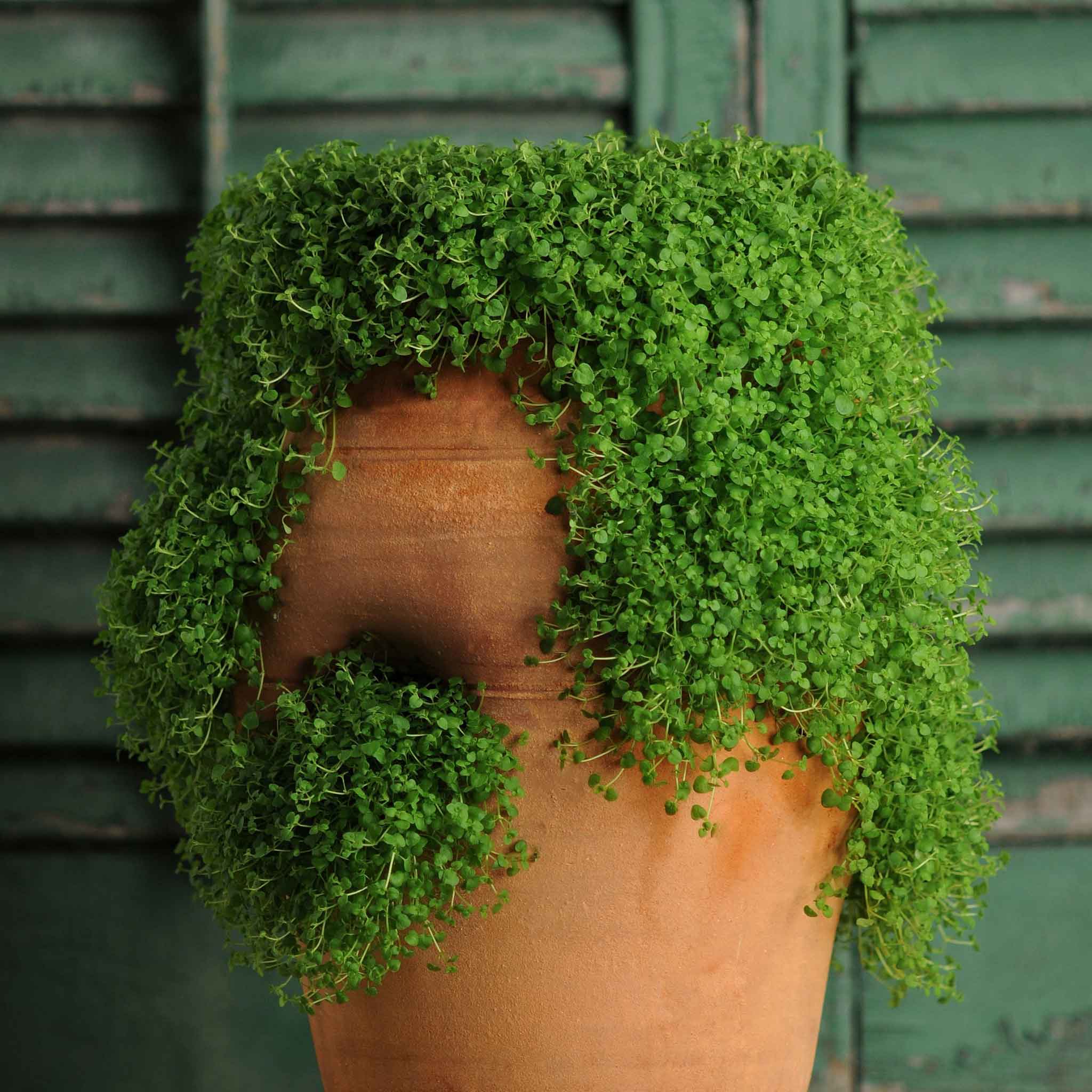 Mint Seeds - Corsican Mini Mint | Herb Seeds in Packets & Bulk | Eden ...