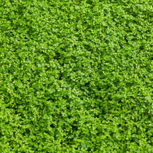 A close-up of small, green Corsican mini mint leaves.