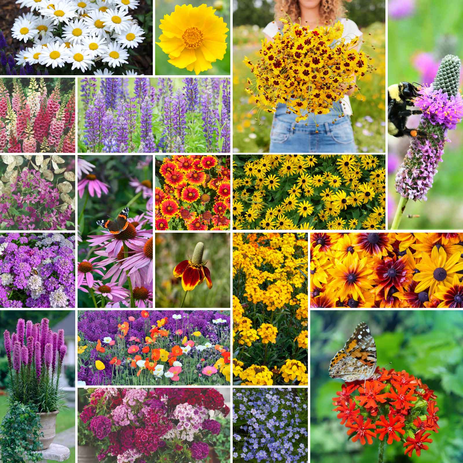 A grid graphic showing the bloomed contents of All Perennial Wildflower Seed Mix