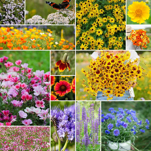 Bird & Butterfly Wildflower Seed Mix – Eden Brothers