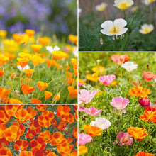 A vibrant mix of Orange, yellow, and red california dreaming wildflower mix blooming in a field.
