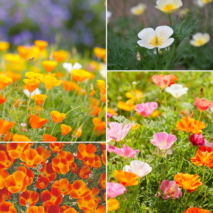 A vibrant mix of Orange, yellow, and red california dreaming wildflower mix blooming in a field.