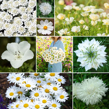 A grid graphic showing the bloomed contents of Cloud 9 - White Flower Seed Mix
