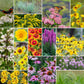 Collage of various flowers of the erosion control wildflower mix.