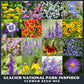 Collage of various flowers from the Glacier National Park Inspired Flower Seed Mix.