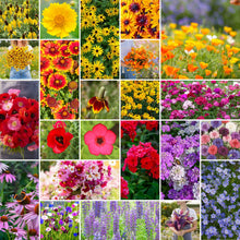 A grid graphic showing the bloomed contents of Midwest Wildflower Seed Mix