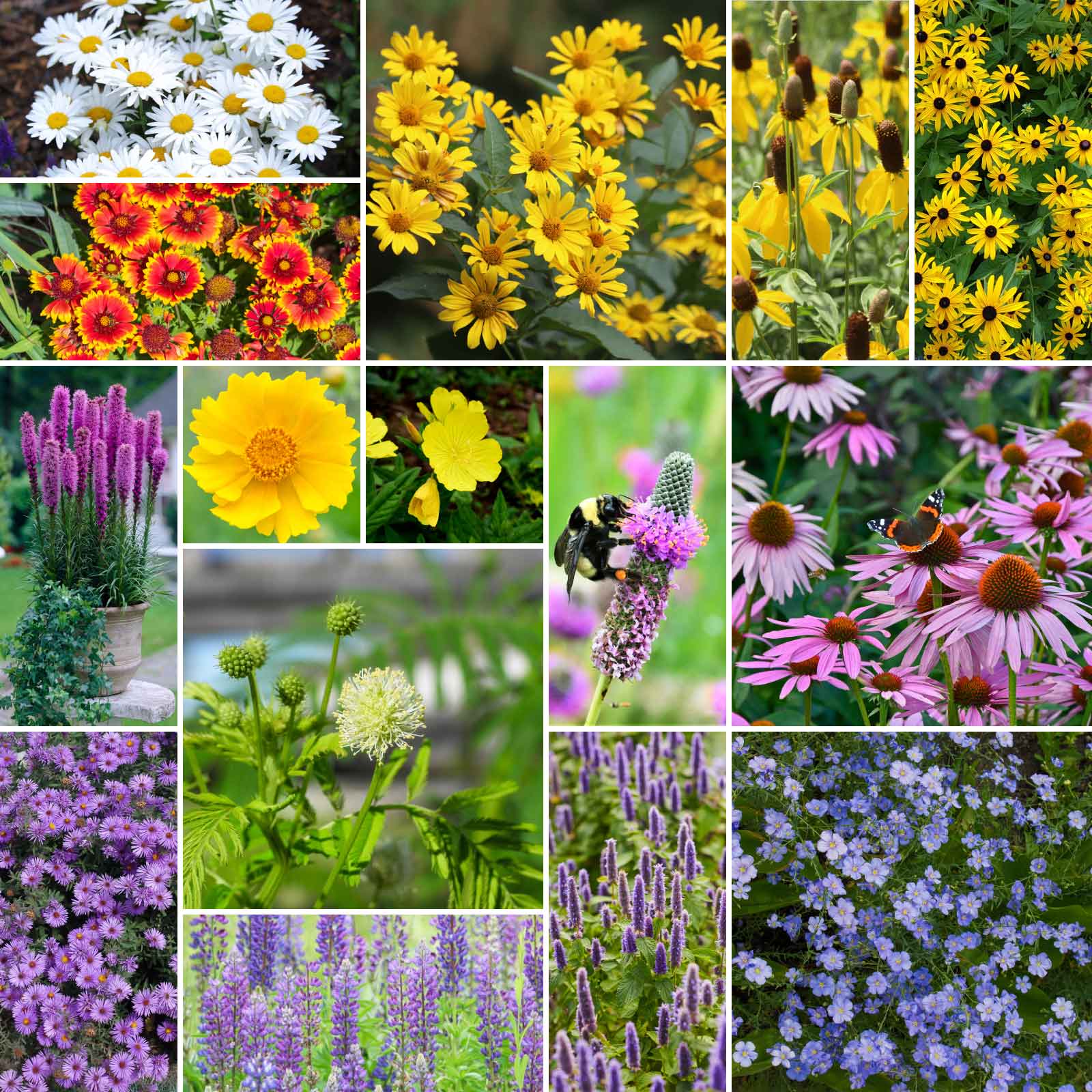 All Perennial Wildflower Mix – 1 LB – 15 Species – Easy Grow – Zones 1-12 – Free Shipping