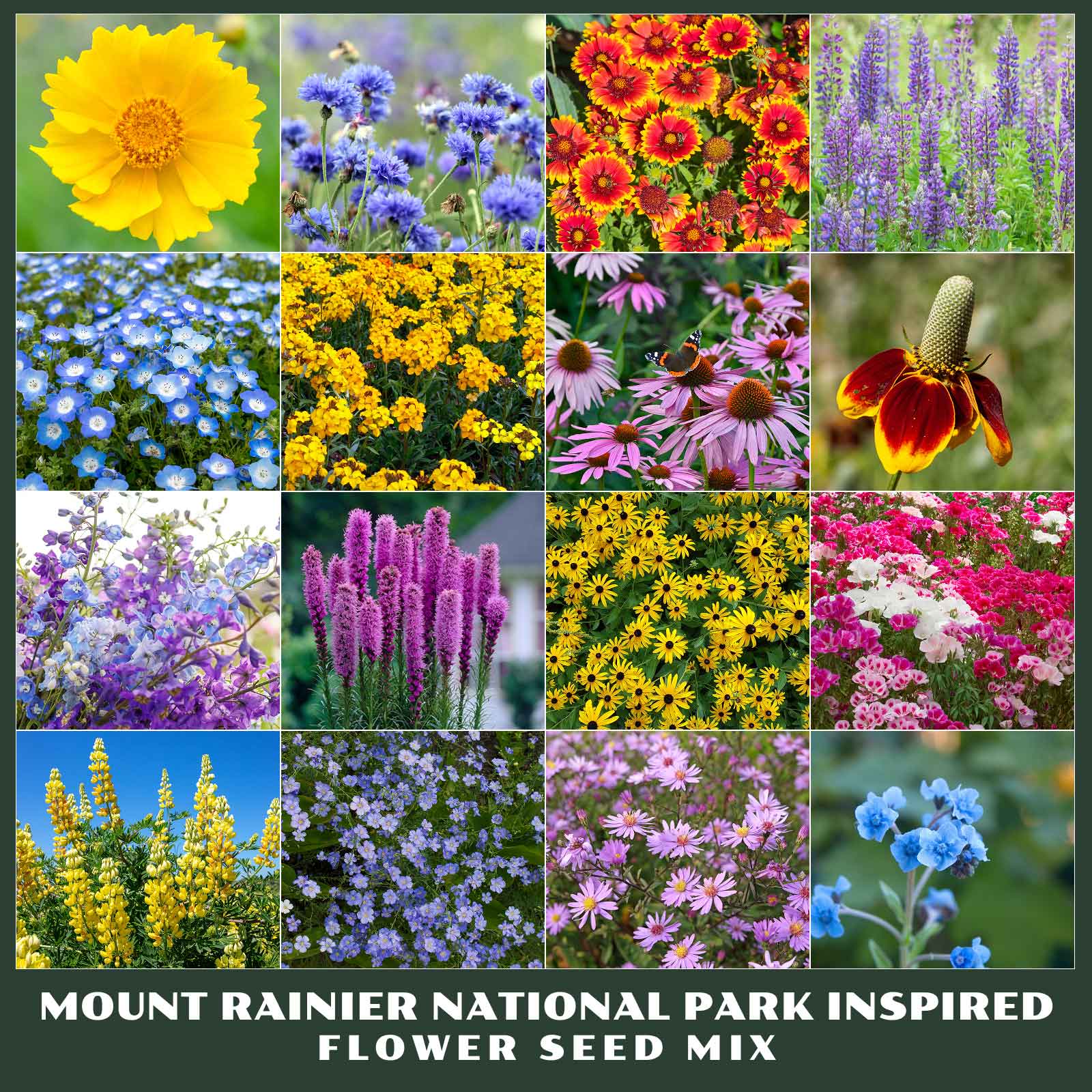 Collage of various flowers from the Mount Rainier National Park Inspired Flower Seed Mix.
