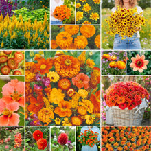 A grid graphic showing the bloomed contents of Orange You Glad - Orange Flower Seed Mix