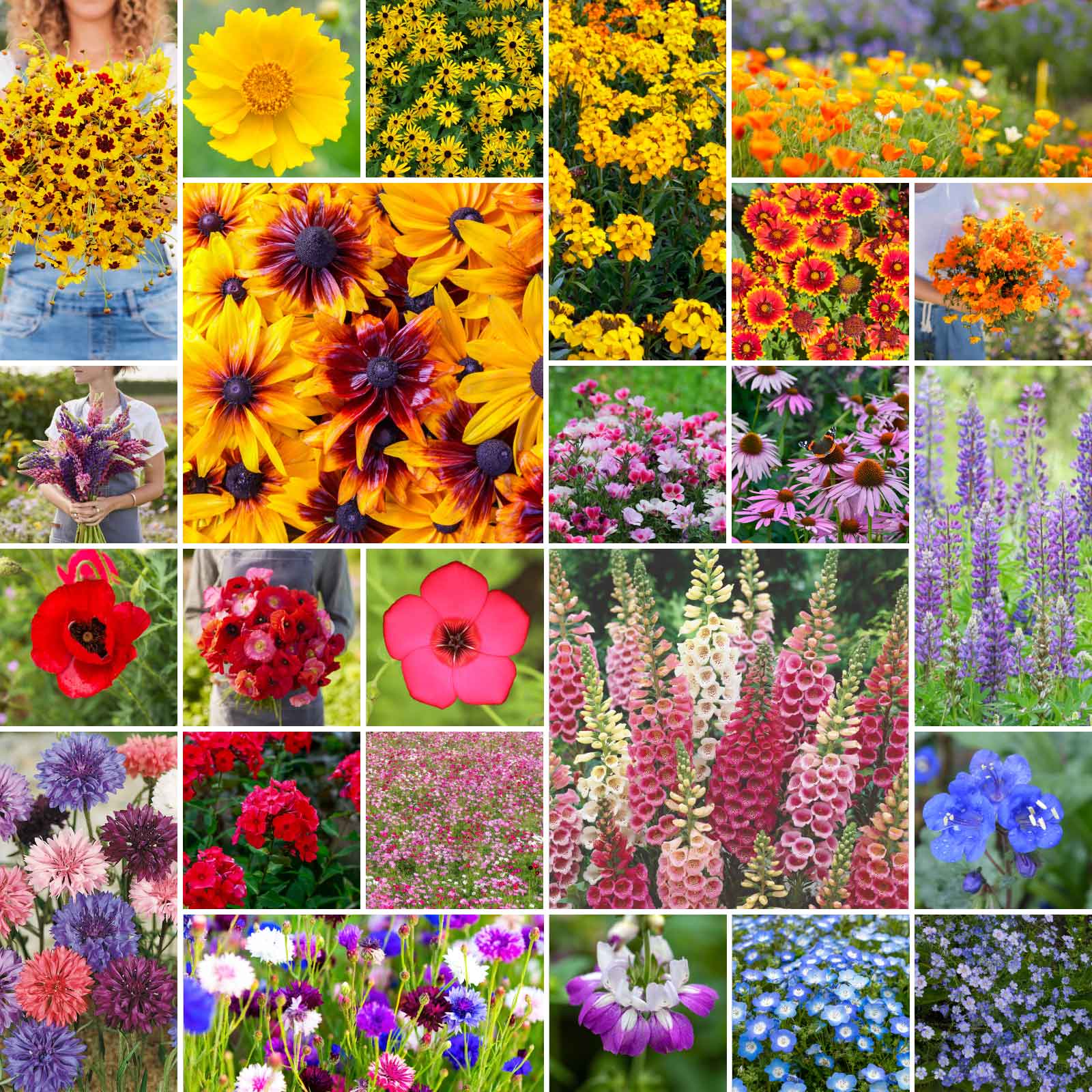 A grid graphic showing the bloomed contents of Pacific Northwest Wildflower Seed Mix