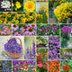 Perennial Pollinator Wildflower Mix